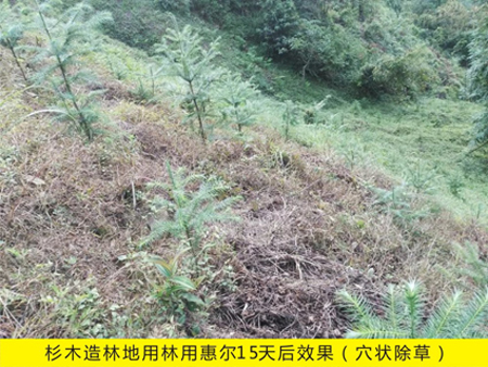 杉木苗木化學幼林撫育